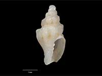 Austromitra lirata