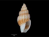 Austromitra torosa