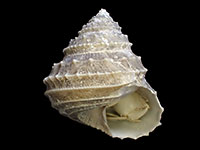 Calliotropis infundibulum