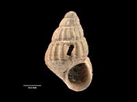 Haurakia subsuturalis
