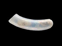 Caecum digitulum