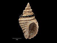 Haustrum lacunosum