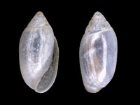Microtralia insularis