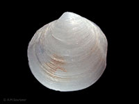 Maorithyas marama