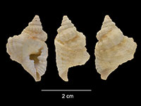Distorsio euconstricta