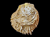 Spondylus jamarci
